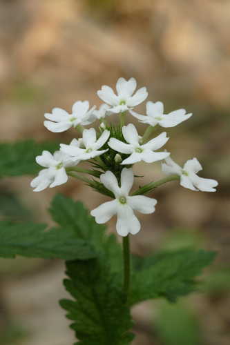 Glandularia canadensis #1